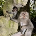 monkey_macaque_balinese_mf_ubud_v_0634_bal0640.jpg